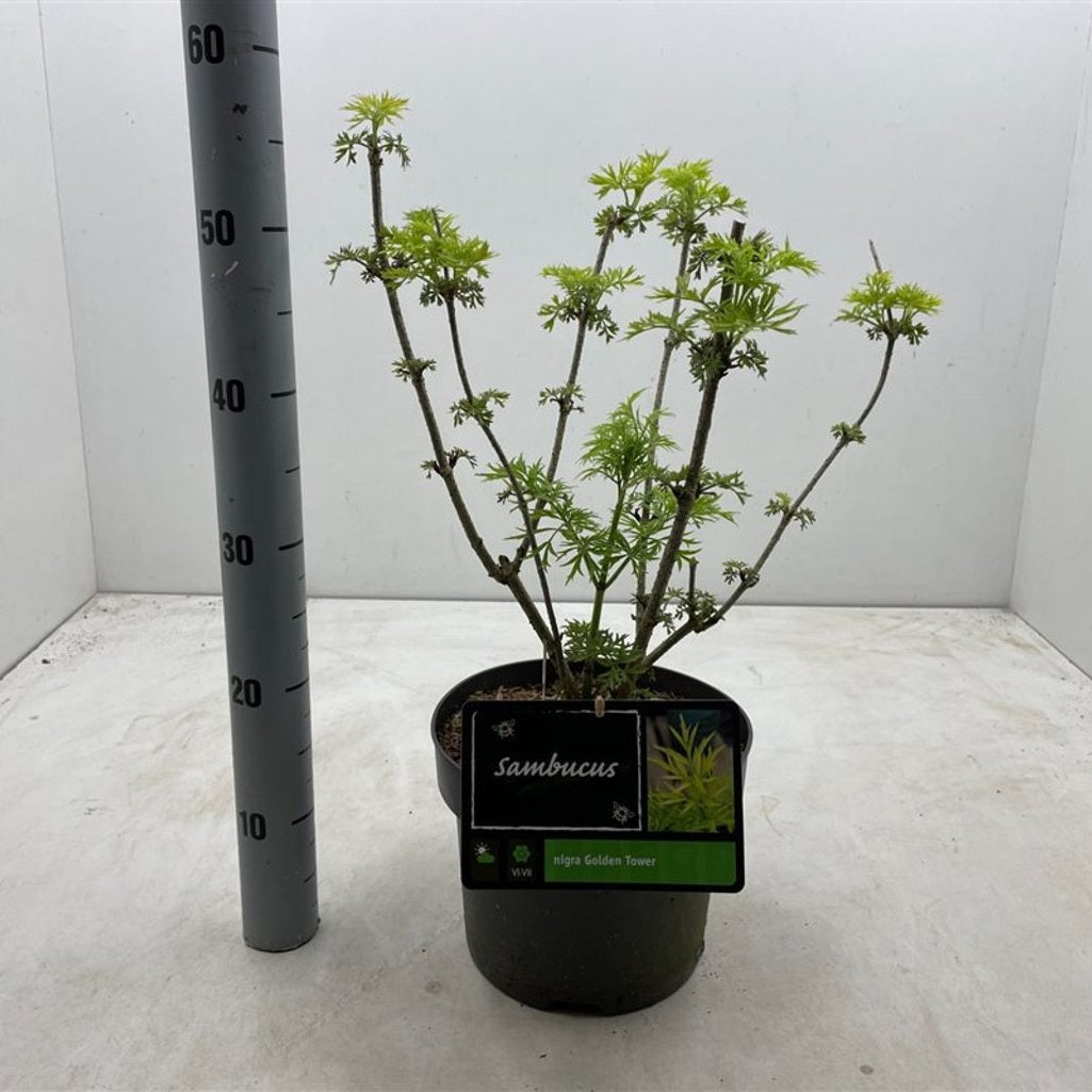 Fläder – Sambucus nigra 'Golden Tower' - C5
